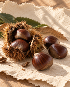 Fresh Italian chestnuts in an open spiny burr alongside loose nuts on a textured surface with dried leaves